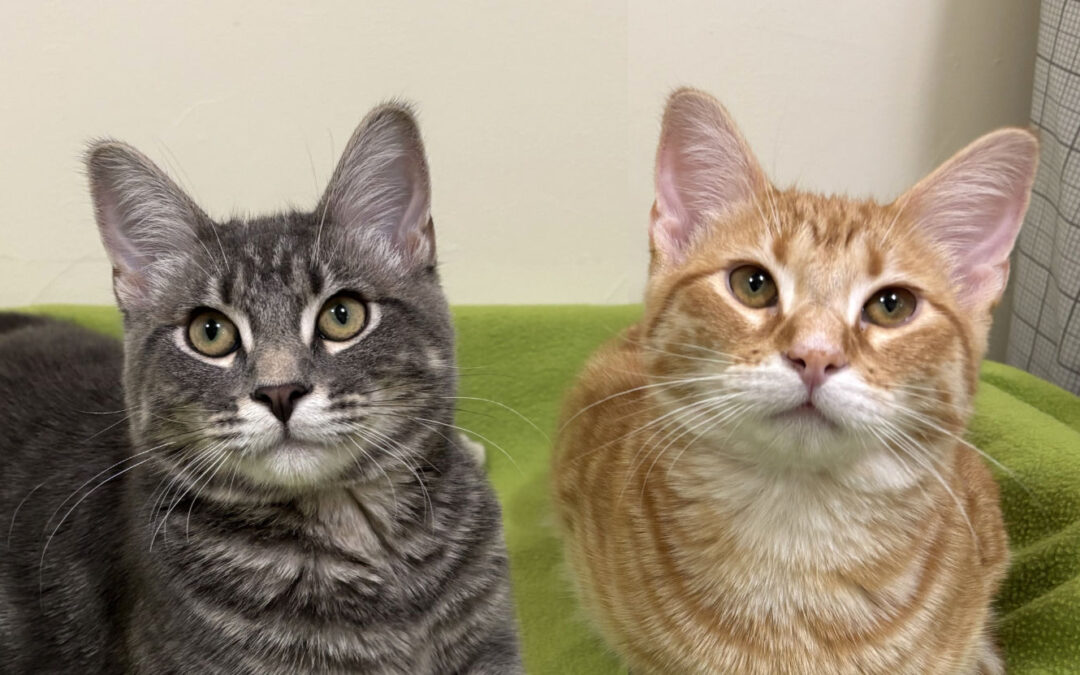 Alex & Steve  are adopted!