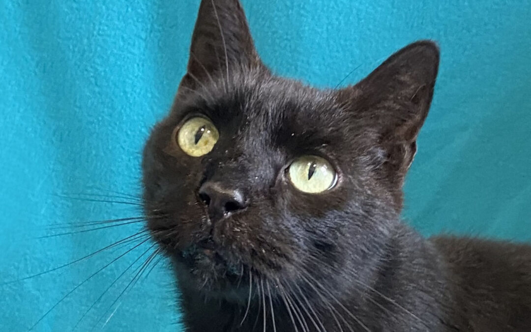 Coal