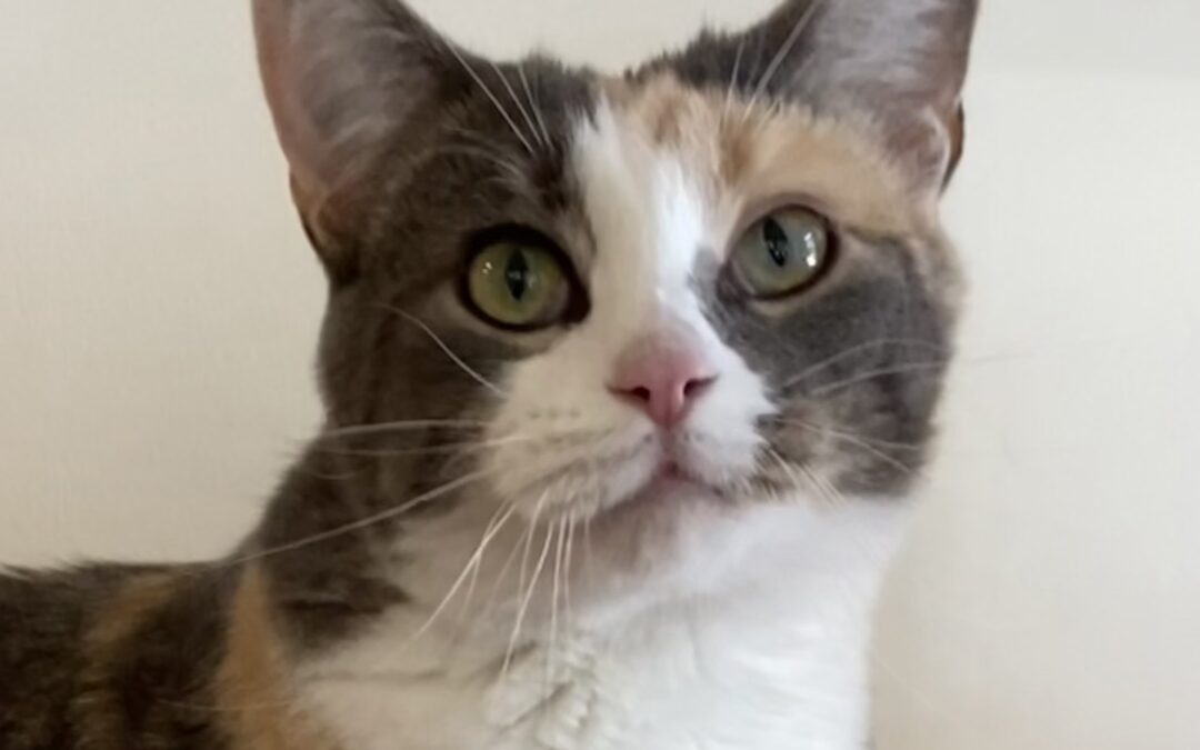 Chloe is adopted!