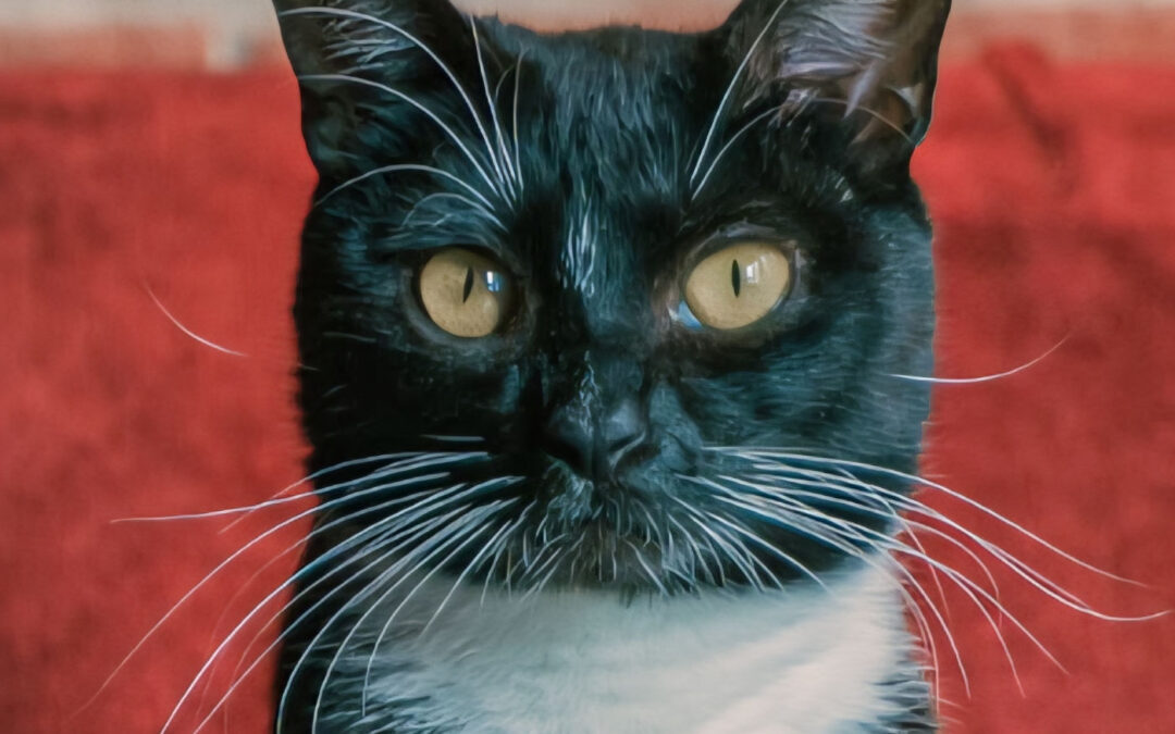 Katana (Foster Care)