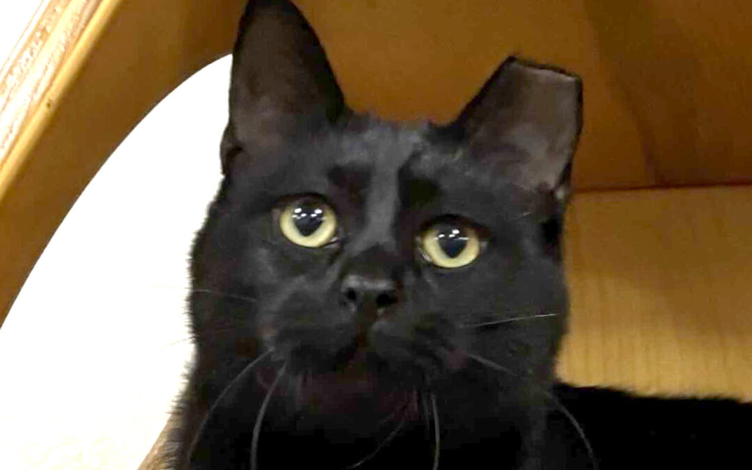 Loverboy is adopted!