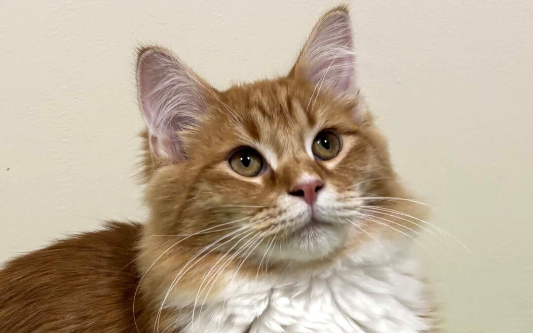 Pikachu  is adopted!