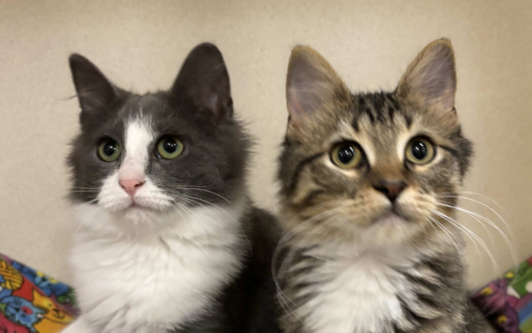 Shaila & Pilar  are adopted!