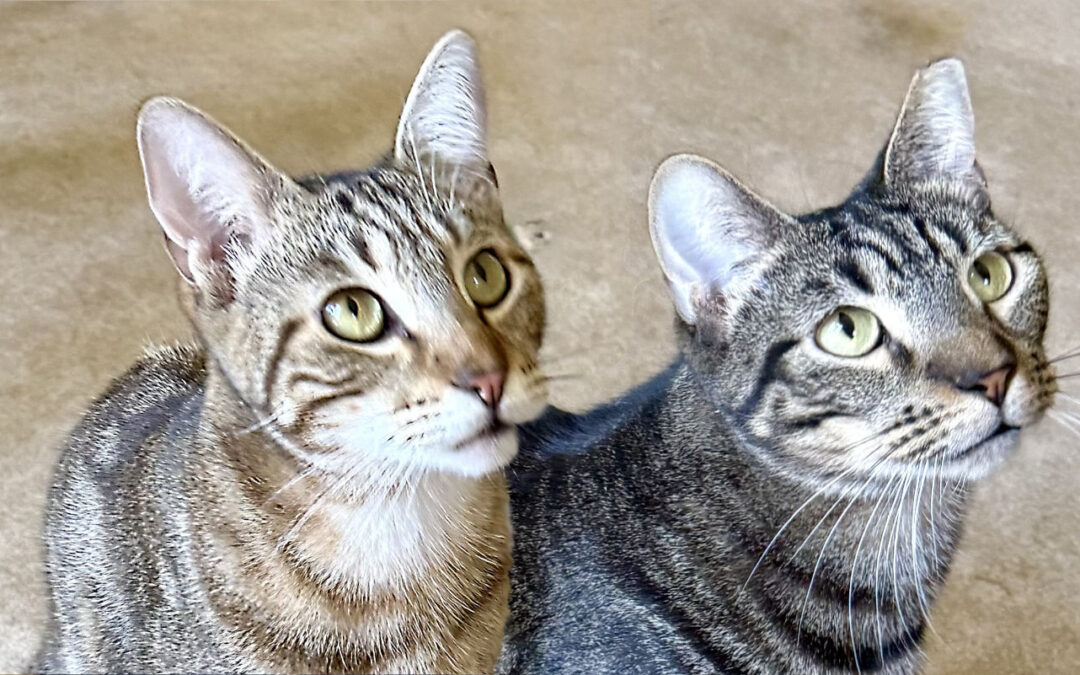 Kirk & Tyson (Foster Care)