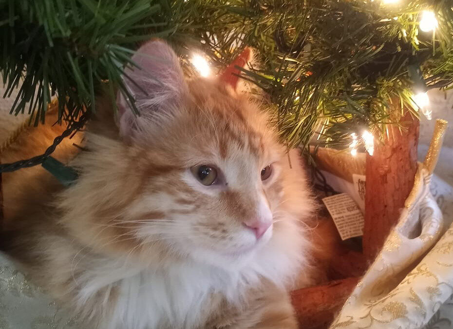 How to help your cats have a happy holiday