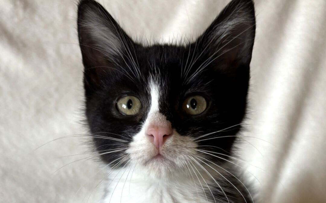 Cadence (Sunday Event)