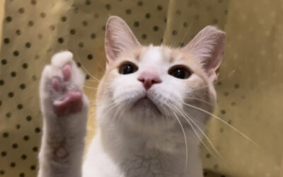 Honey Bun’s Happy Tale!