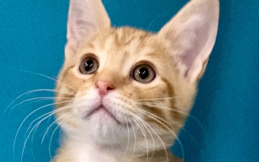 Cashapp Is Adopted & went home!