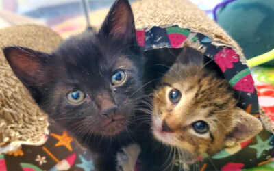 Days of Miracle & Wonder