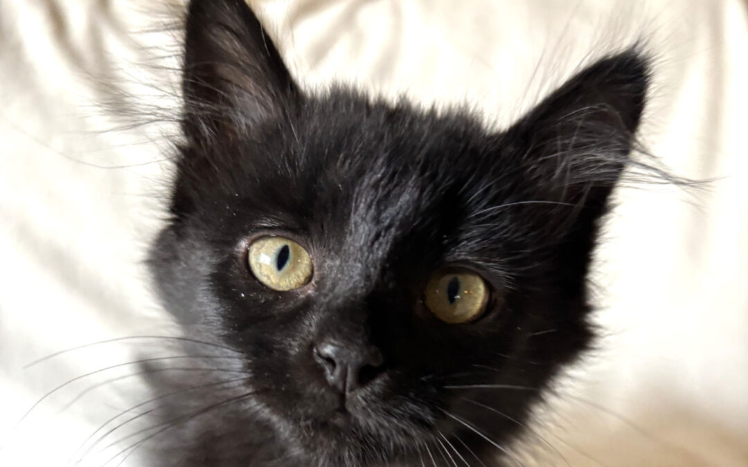 Symphony (Sunday Event)