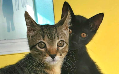 Days of Miracle & Wonder