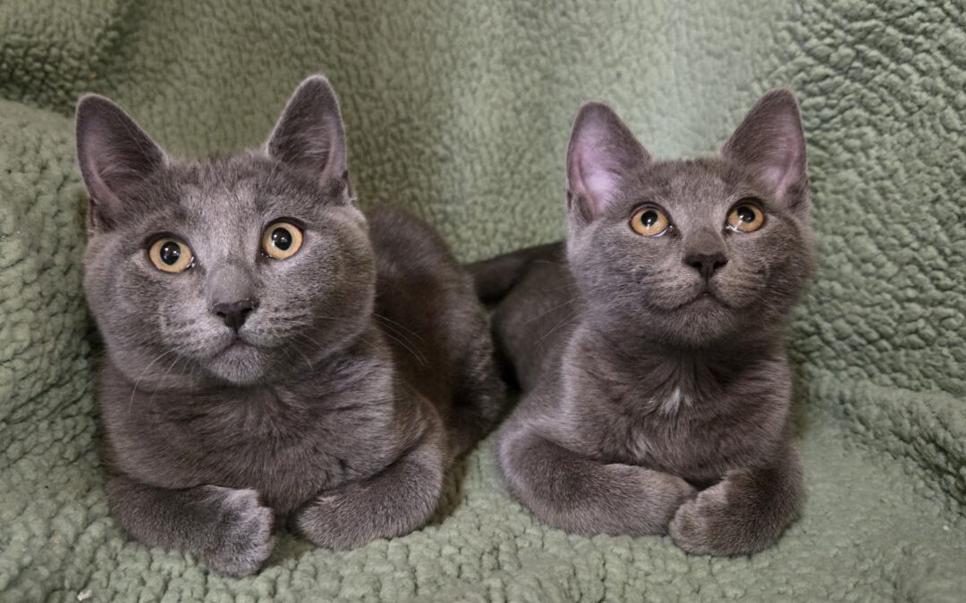 Little Grey & Biggie Smalls