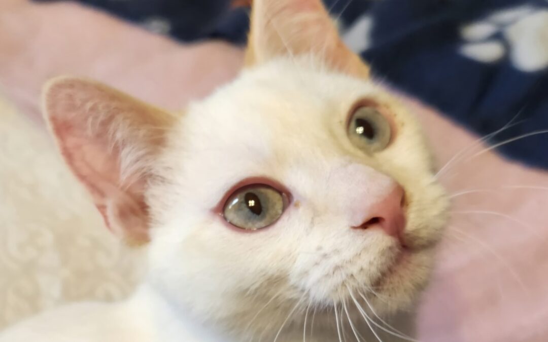 Binxy (Foster Care off-site)