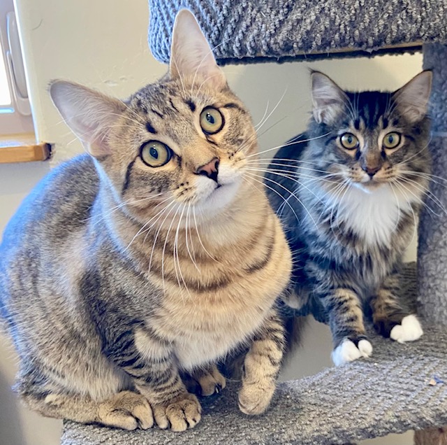 Bob & Gremmie are adopted!