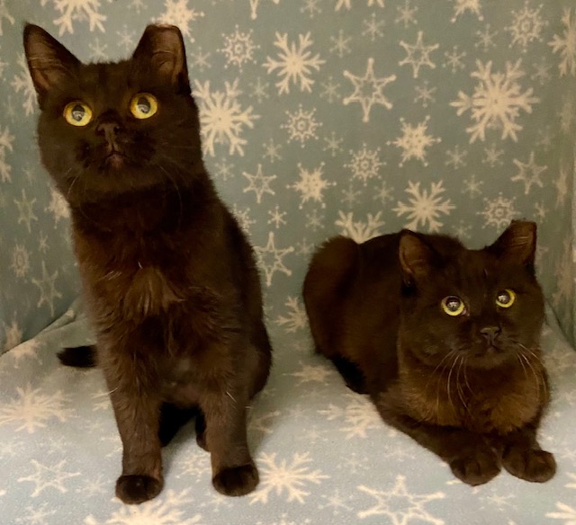 Rose & Dove are Adopted