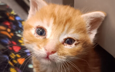 The saga of Zeus & Onyx