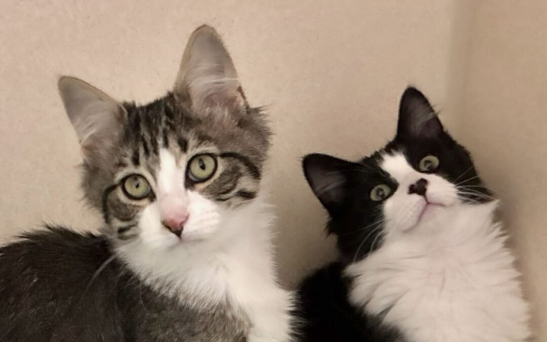 Mrs Bates & Mr Carter