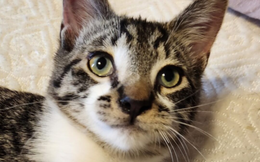 Cosmo (Foster Care off-site)