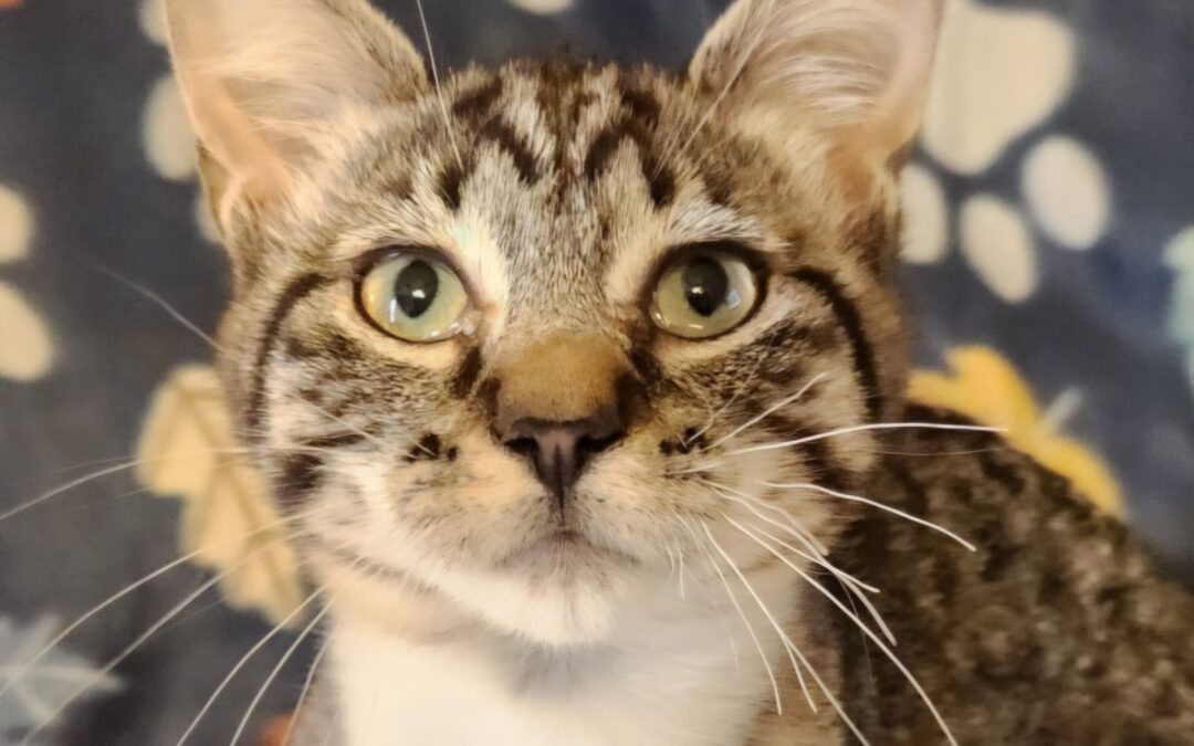 Cleo (Foster Care off-site)