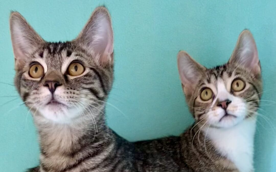 Cookie & Brownie are adopted!