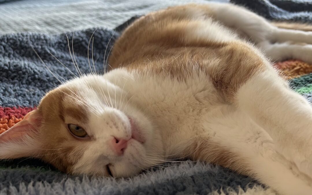 Jolene (Foster Care)