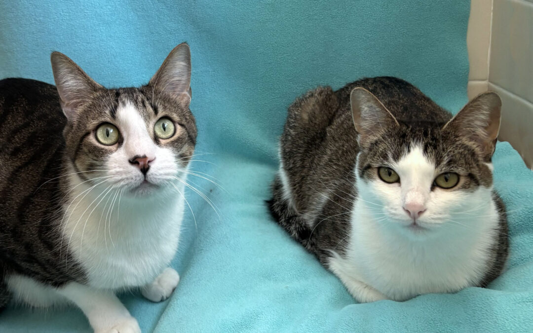 Clark & Petite (foster care)