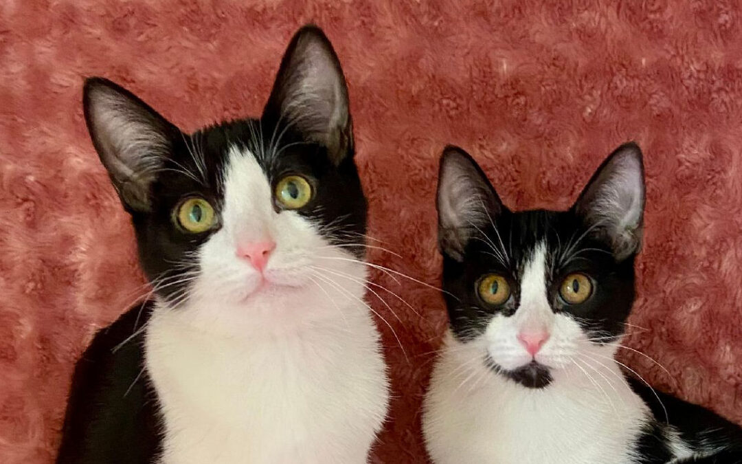 Pearl & Lila are adopted!