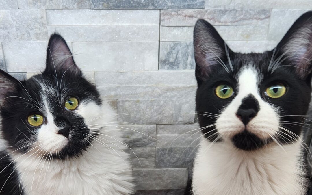 Skully & Romeo (Foster Care)