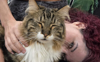 Cat friends: the myth of the independent cat