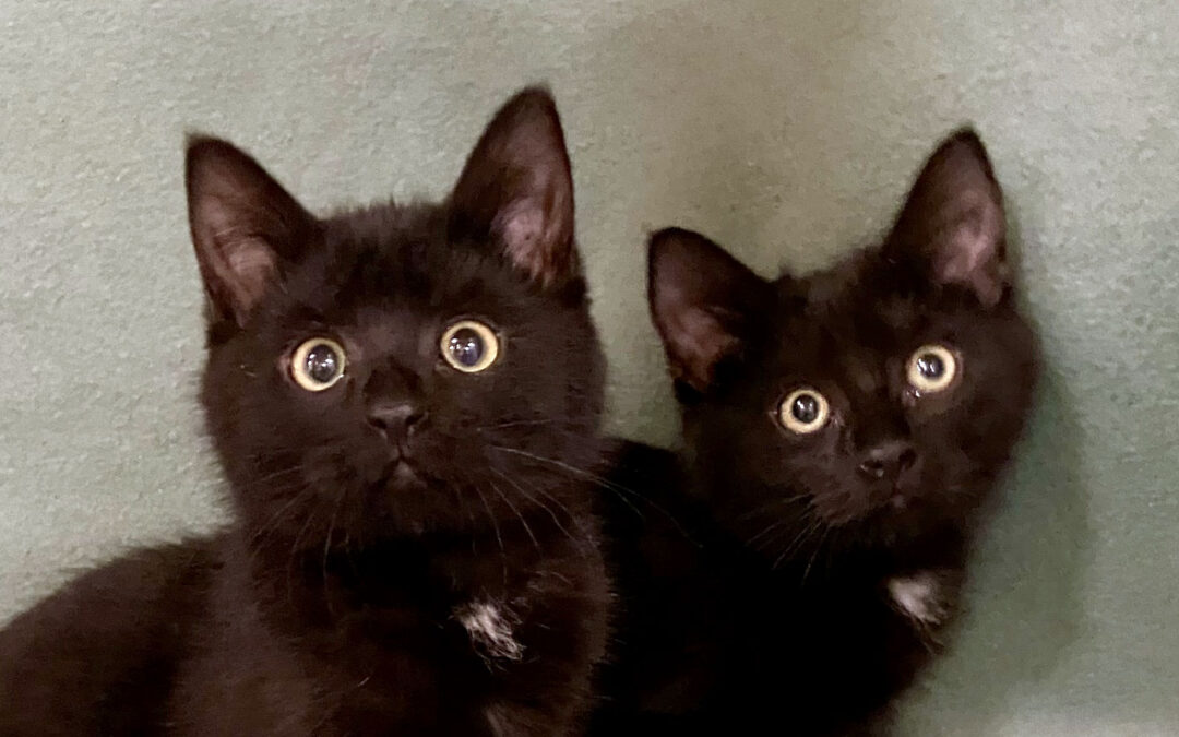 Bagheera & Wonder Woman  are adopted!