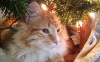 How to help your cats have a happy holiday