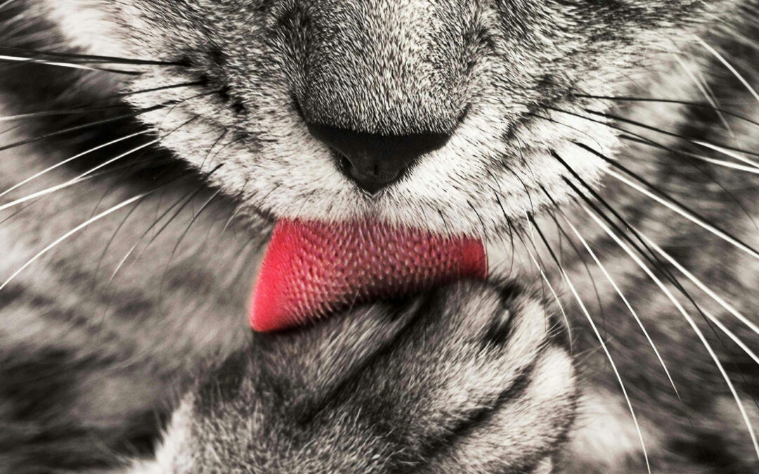 Aack! What’s the deal with hairballs?