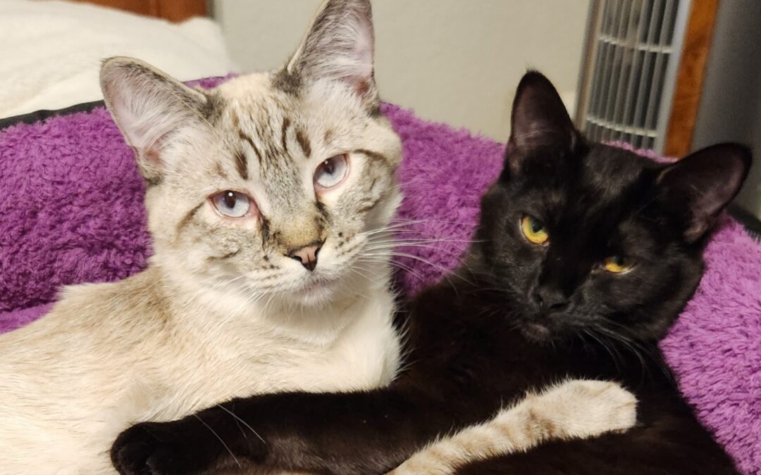 Freddie & Delilah (Foster Care)