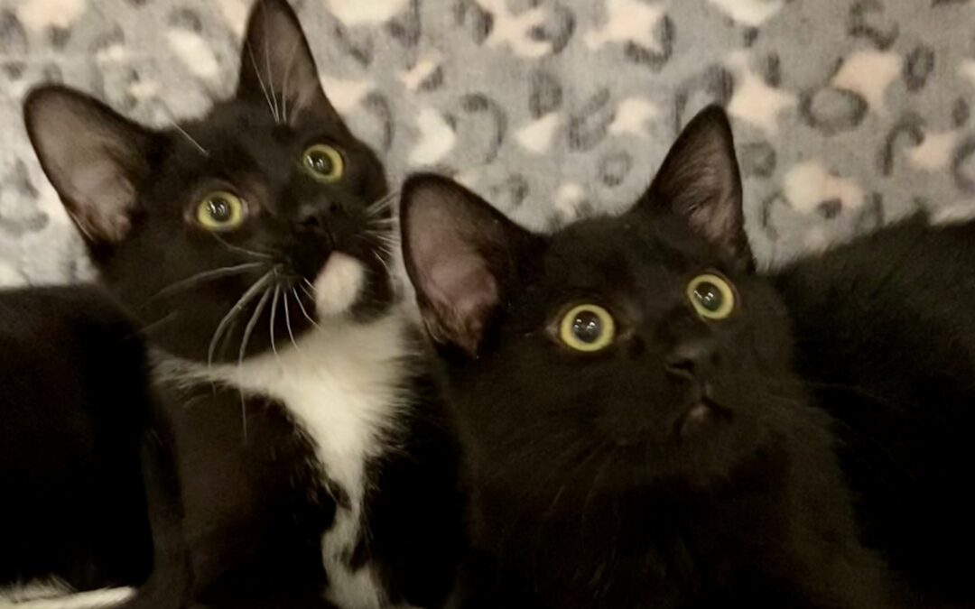 Melvin & Firetruck Are Adopted