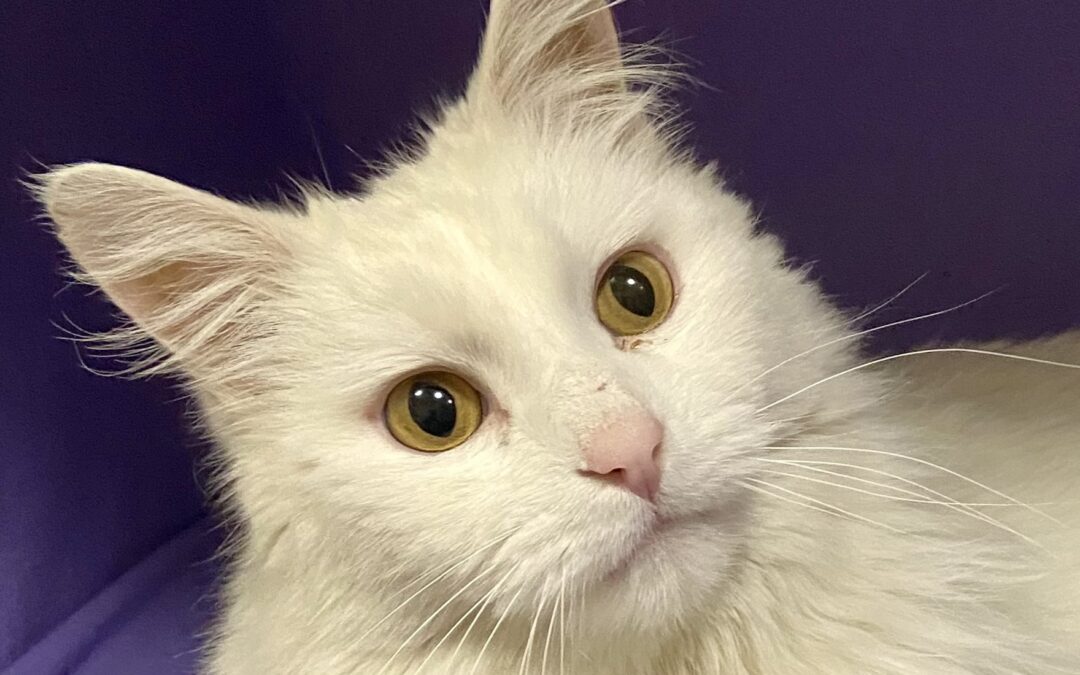 Mr. Kitty Is Adopted