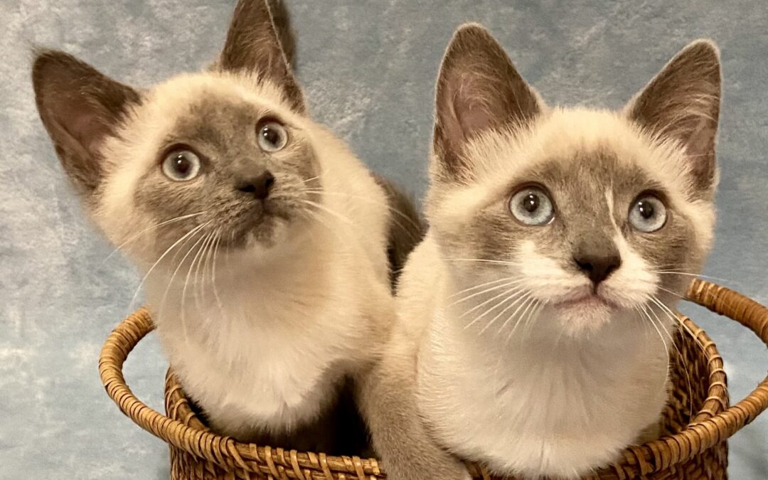 Simone & Serena  are adopted!
