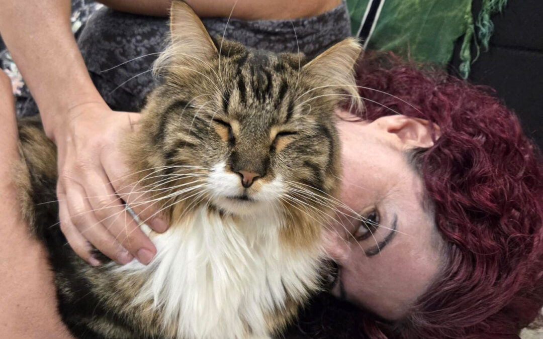 Cat friends: the myth of the independent cat