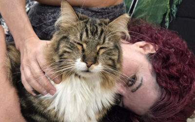 Cat friends: the myth of the independent cat