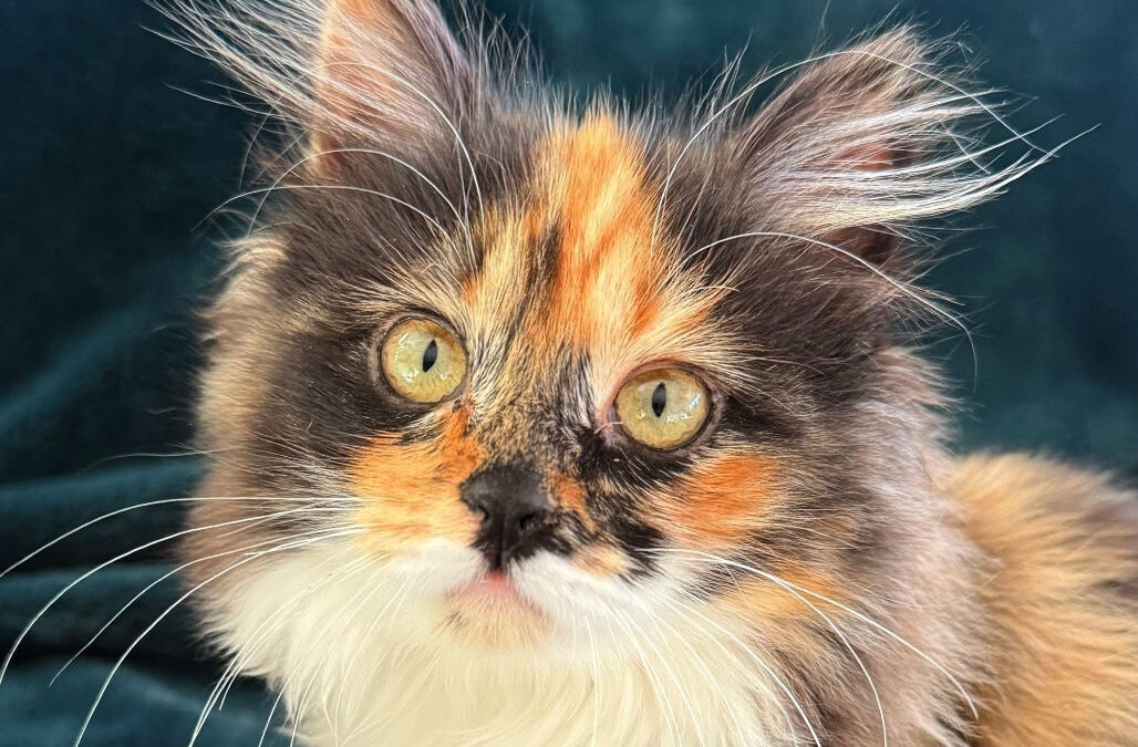 Valentine (Foster Care)