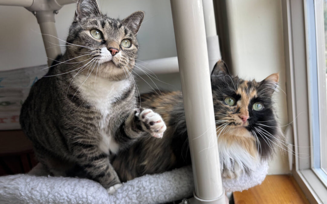 Penny Lane & Ellie Tuna