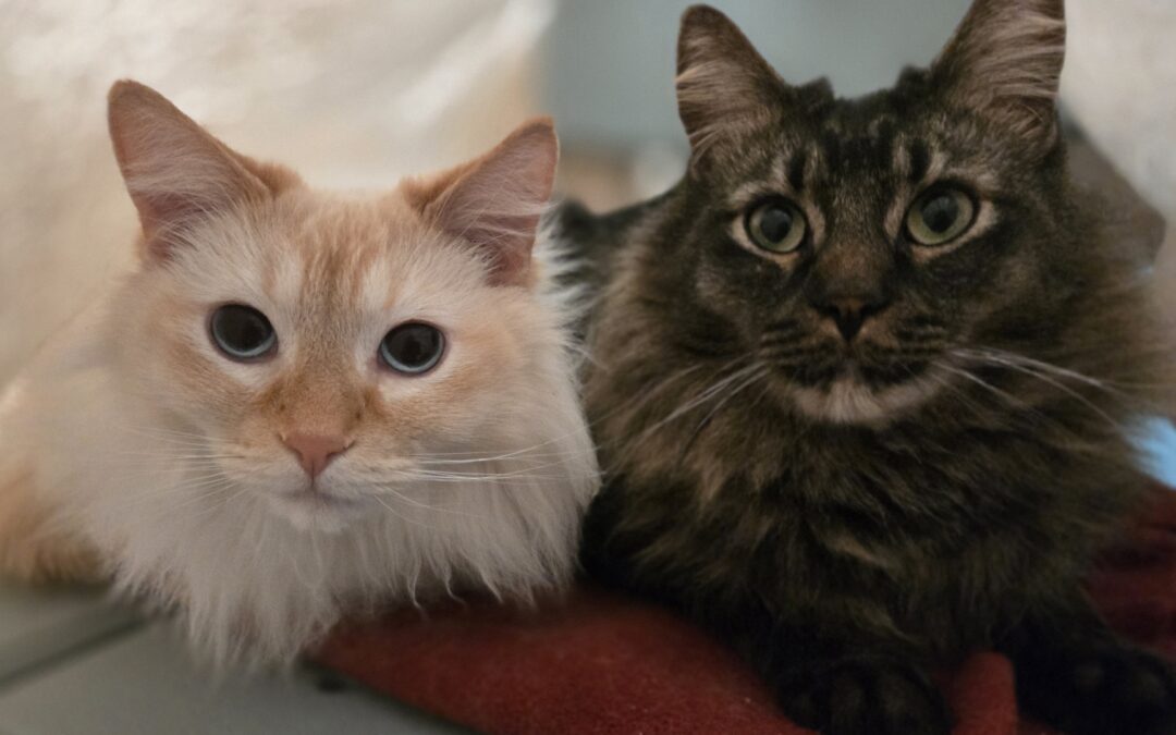 Niko & Juice Are Adopted