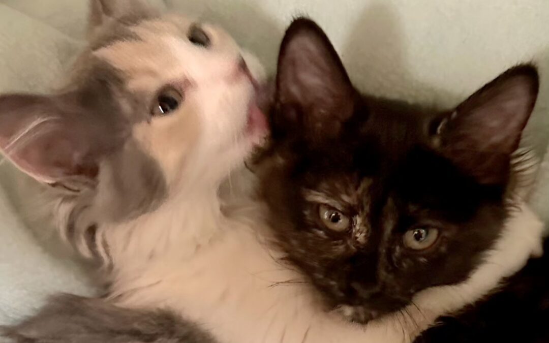 Kaleidoscope & Binoculars Are Adopted