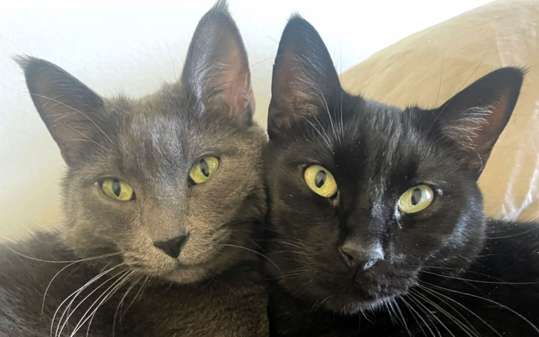 Gray & Bean (foster care)