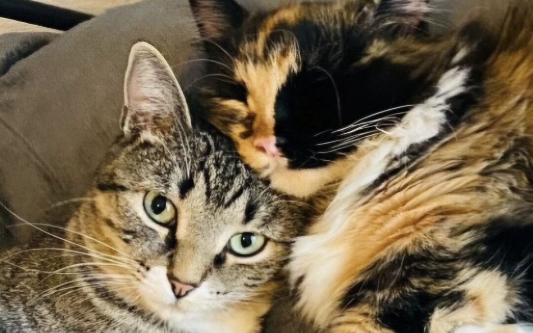 Penny Lane & Ellie Tuna