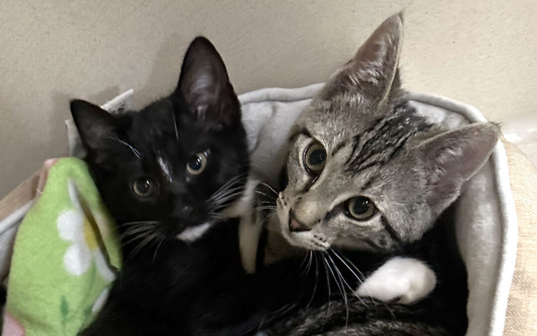 Spicy & Pinto are adopted!