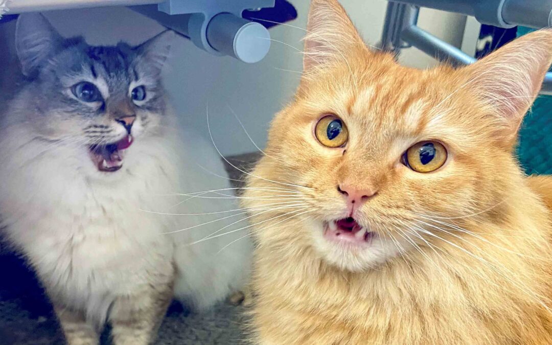 Stormie & Nugget