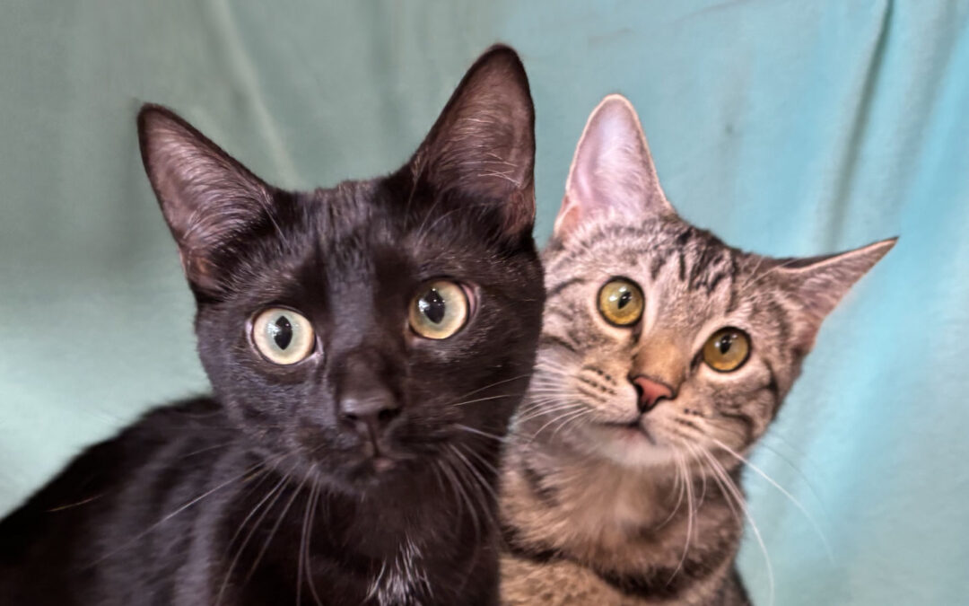 Bagheera & Akira