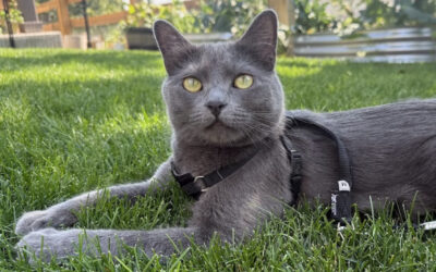 How to walk your cat