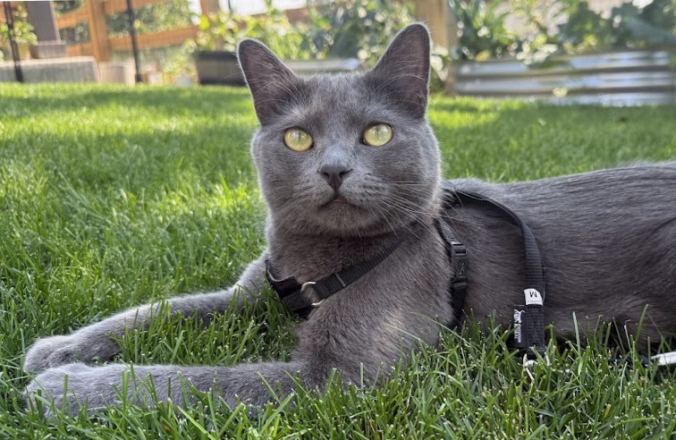 How to walk your cat