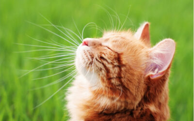 Inside or outside cats? Give your cat a richer life